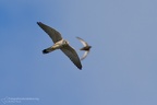fotografia naturalistica rapaci birds of prey nature photography (15)