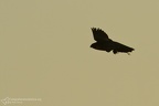 fotografia naturalistica rapaci birds of prey nature photography (19)