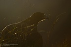 fotografia naturalistica rapaci birds of prey nature photography (20)