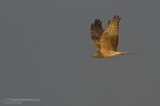 fotografia naturalistica rapaci birds of prey nature photography (21)