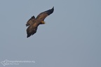 fotografia naturalistica rapaci birds of prey nature photography (29)