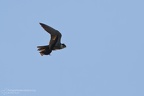 fotografia naturalistica rapaci birds of prey nature photography (30)