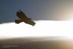 fotografia naturalistica rapaci birds of prey nature photography (31)