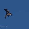 fotografia naturalistica rapaci birds of prey nature photography (32).jpg