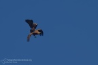 fotografia naturalistica rapaci birds of prey nature photography (32)