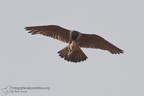 fotografia naturalistica rapaci birds of prey nature photography (37)