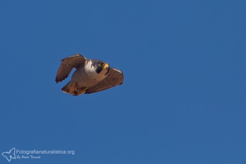 fotografia naturalistica rapaci birds of prey nature photography (39).jpg