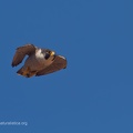 fotografia naturalistica rapaci birds of prey nature photography (39)