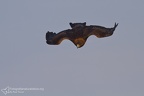 fotografia naturalistica rapaci birds of prey nature photography (40)