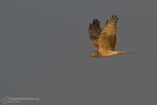 fotografia naturalistica rapaci birds of prey nature photography (41)