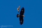 fotografia naturalistica rapaci birds of prey nature photography (42)