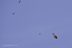 fotografia naturalistica rapaci birds of prey nature photography (43)