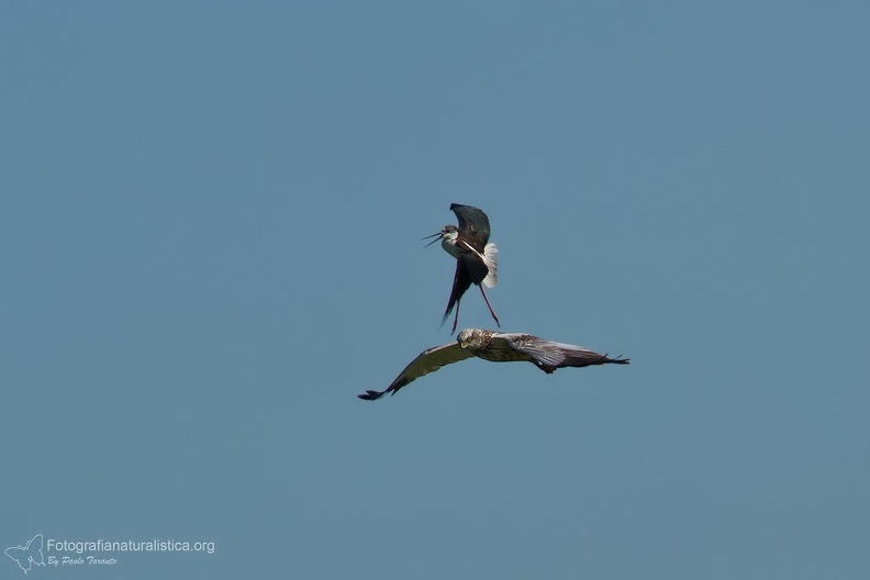 fotografia naturalistica rapaci birds of prey nature photography (46).jpg