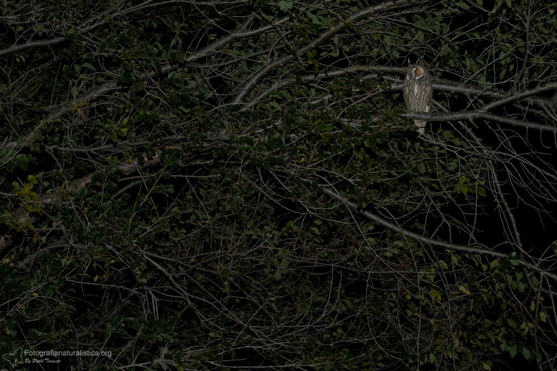 rapaci notturni fotografia naturalistica owls nature photography (1)