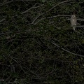 rapaci notturni fotografia naturalistica owls nature photography (1)