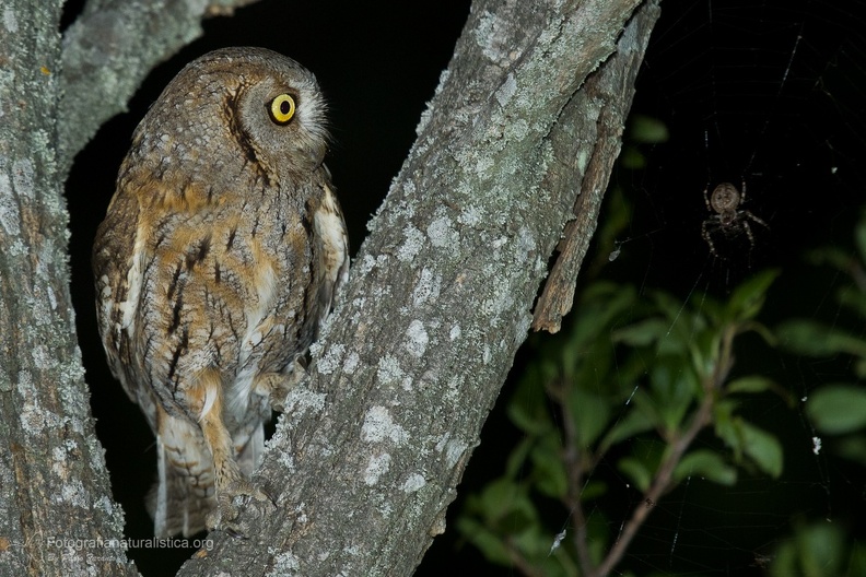 rapaci notturni fotografia naturalistica owls nature photography (2).jpg