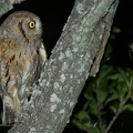 rapaci notturni fotografia naturalistica owls nature photography (2)