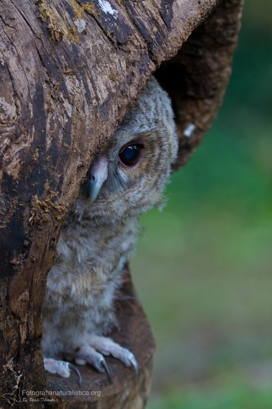 rapaci notturni fotografia naturalistica owls nature photography (3).jpg