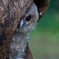 rapaci notturni fotografia naturalistica owls nature photography (3)