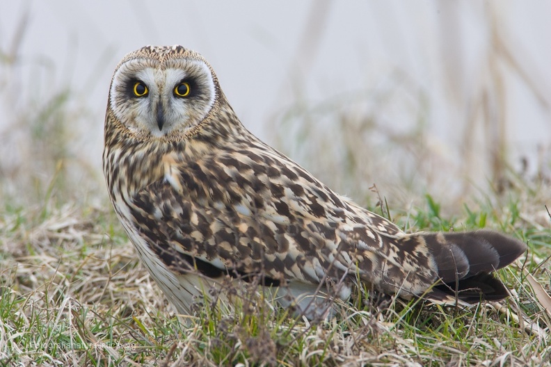 rapaci notturni fotografia naturalistica owls nature photography (4).jpg