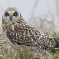 rapaci notturni fotografia naturalistica owls nature photography (4)