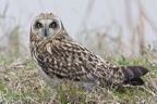 rapaci notturni fotografia naturalistica owls nature photography (4)