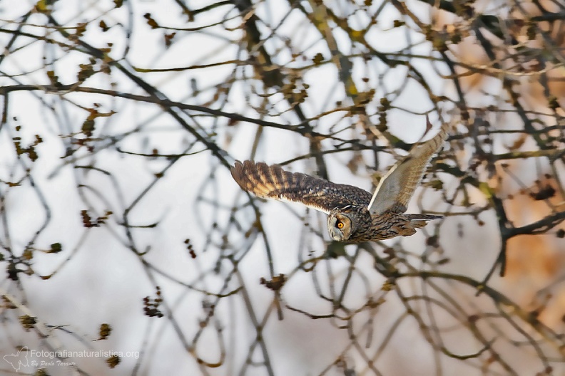 rapaci notturni fotografia naturalistica owls nature photography (5).jpg