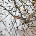 rapaci notturni fotografia naturalistica owls nature photography (5)