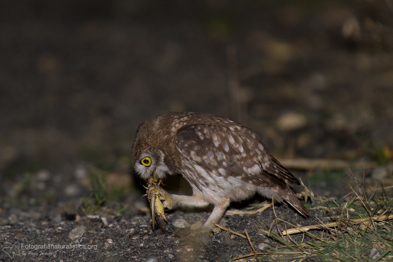 rapaci notturni fotografia naturalistica owls nature photography (6).jpg