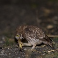 rapaci notturni fotografia naturalistica owls nature photography (6)