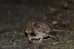 rapaci notturni fotografia naturalistica owls nature photography (6)