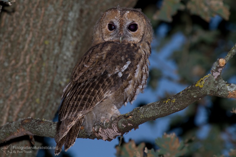 rapaci notturni fotografia naturalistica owls nature photography (7).jpg