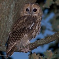 rapaci notturni fotografia naturalistica owls nature photography (7)
