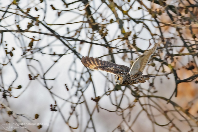 rapaci notturni fotografia naturalistica owls nature photography (8).jpg
