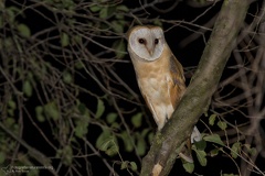 rapaci notturni fotografia naturalistica owls nature photography (9)