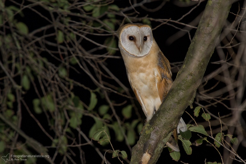 rapaci notturni fotografia naturalistica owls nature photography (9).jpg