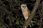 rapaci notturni fotografia naturalistica owls nature photography (9)