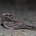 rapaci notturni fotografia naturalistica owls nature photography (10)