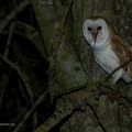 rapaci notturni fotografia naturalistica owls nature photography (11)