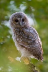 rapaci notturni fotografia naturalistica owls nature photography (12)