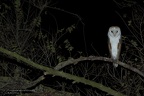 rapaci notturni fotografia naturalistica owls nature photography (13)