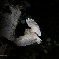 rapaci notturni fotografia naturalistica owls nature photography (14)