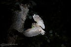 rapaci notturni fotografia naturalistica owls nature photography (14)