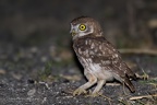 Portfolio Rapaci Notturni - Owls Photography