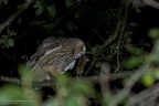 rapaci notturni fotografia naturalistica owls nature photography (17)