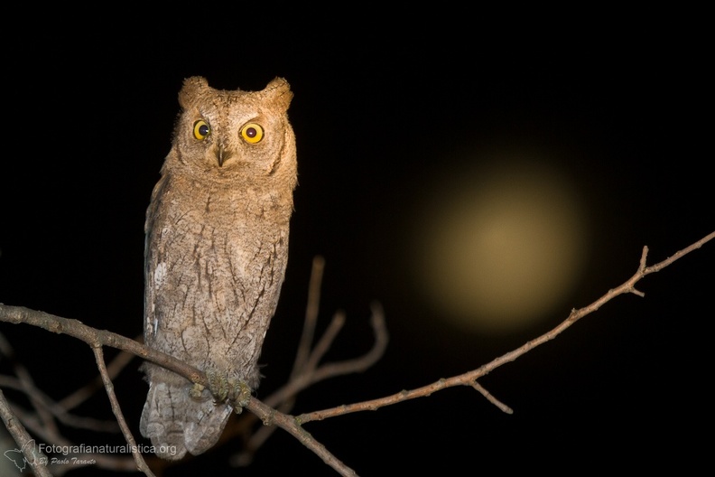 rapaci notturni fotografia naturalistica owls nature photography (18).jpg