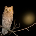 rapaci notturni fotografia naturalistica owls nature photography (18)