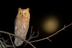 rapaci notturni fotografia naturalistica owls nature photography (18)