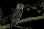 rapaci notturni fotografia naturalistica owls nature photography (19)