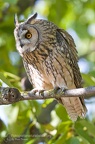 rapaci notturni fotografia naturalistica owls nature photography (20)